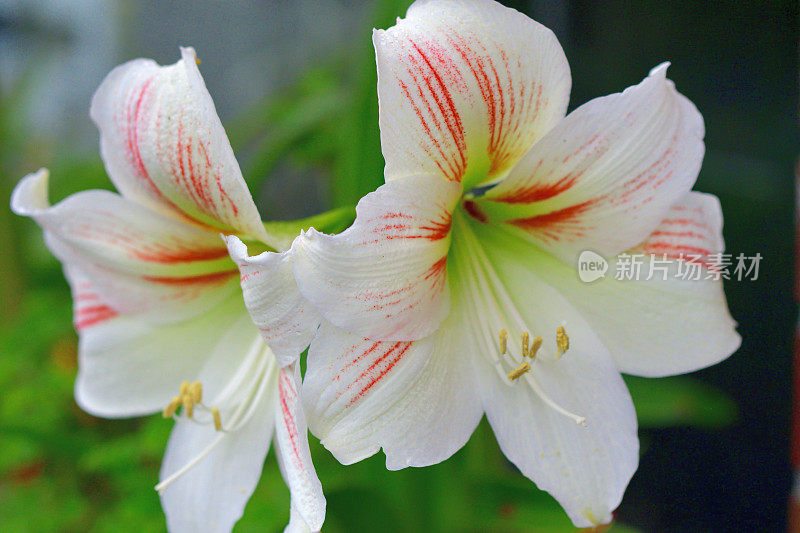 孤挺花/ Hippeastrum